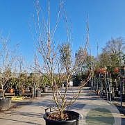 Cornus k. 'Milky Way' 175-200 cm container meerstammig
