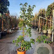 Cornus 'Summer Flair' 150-175 cm 18L