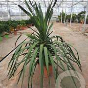 Dracaena draco 100 cm 35L