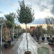Elaeagnus ebbingei 170 cm stam container 8-10