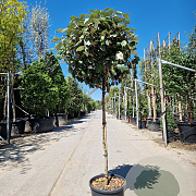 Elaeagnus ebb. 'Compacta' 100 cm stam container 60-80 bol