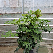 Fatsia japonica 100-125 cm container meerstammig