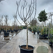 Ficus car. 'Rouge de Bordeaux' 100 cm stam container 16-18