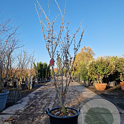 Hamamelis int. 'Ruby Glow' 125-150 cm 35L