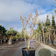 Hamamelis int. 'Westerstede' 125-150 cm 35L
