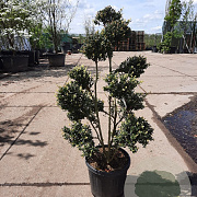 Ilex crenata 'Kimmei' 100-120 cm container bonsai