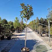 Magnolia grand. 'Goliath' 150 cm stam container 10-12 leiboom