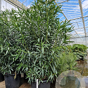 Nerium oleander 175-200 cm 50L