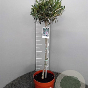 Olea europaea 100 cm 20L stam