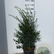 Osmanthus burkwoodii 80-100 cm 2,5L