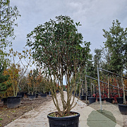 Osmanthus fragrans 175-200 cm cont. 95L