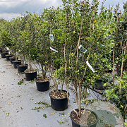 Osmanthus heterophyllus 175-200 cm 35L