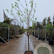 Prunus ar. 'Polonais' 100 cm stam container 12-14