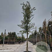 Quercus ilex 120 cm stam container 18-20