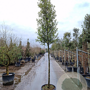 Quercus ilex 160 cm stam container 12-14