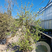 Quercus suber 150-175 cm cont. 70L meerstammig