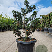 Taxus baccata 120-140 cm 45L