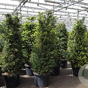 Taxus baccata 140-160 cm 45L