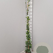 Trachelospermum jasminoides 125-150 cm 3,0L