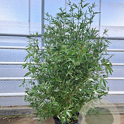 Vitex agnus-castus 140-160 cm 30L