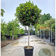 Viburnum tin. Spirit 100 cm stam container 80-100 bol
