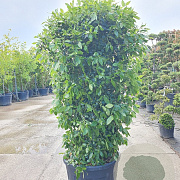 Viburnum tin. Spirit 150-175 cm 9L