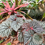 Begonia 'Little Moon' GM P9