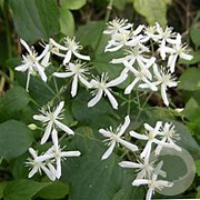 Clematis (H) 'China White' GM  P11