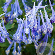 Corydalis 'Craigton Blue' GM P9