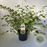 Corylopsis pauciflora 30-40 cm 3,0L