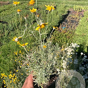 Eriophyllum lanatum GM P9