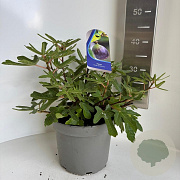 Ficus car. 'Rouge de Bordeaux' 40-50 cm 5,0L