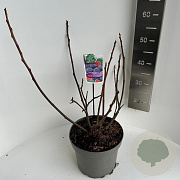 Ficus car. 'Rouge de Bordeaux' 40-50 cm 5,0L