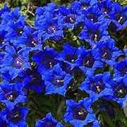 Gentiana 'Blue Star' GM P9