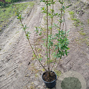 Ligustrum vulgare 40-60 cm 2,0L