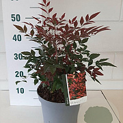 Nandina d. Obsessed 30-40 cm 5,0L