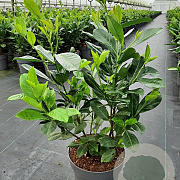Prunus I. 'Rotundifolia' 60-70 cm 10L