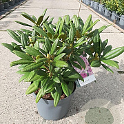Rhododendron (Y) 'Carol. Allbrook' 25-30 cm 5,0L