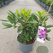 Rhododendron 'Catawb. Grandiflorum' 30-40 cm 5,0L