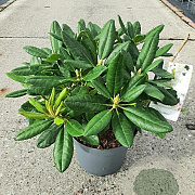 Rhododendron 'Cunningham's White' 25-30 cm 5,0L