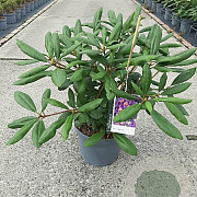 Rhododendron 'Marcel Menard' 25-30 cm 5,0L