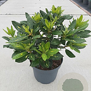 Rhododendron 'Goldflimmer' 25-30 cm 5,0L