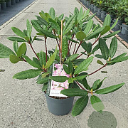 Rhododendron pont. 'Roseum' 30-40 cm 5,0L
