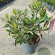 Rhododendron pont. 'Variegatum' 30-40 cm 5,0L