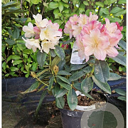 Rhododendron (Y) 'Percy Wiseman' 30-40 cm 5,0L