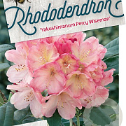 Rhododendron (Y) 'Percy Wiseman' 30-40 cm 5,0L