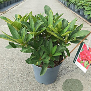 Rhododendron 'Wilgen's Ruby' 30-35 cm 5,0L