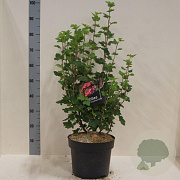 Ribes sang. 'King Edward VII' 80-100 cm 10L