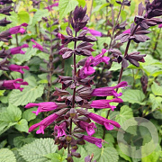 Salvia Plum Crazy GM P9