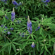 Vitex agnus-castus Blue Diddley GM 3,0L leverbaar